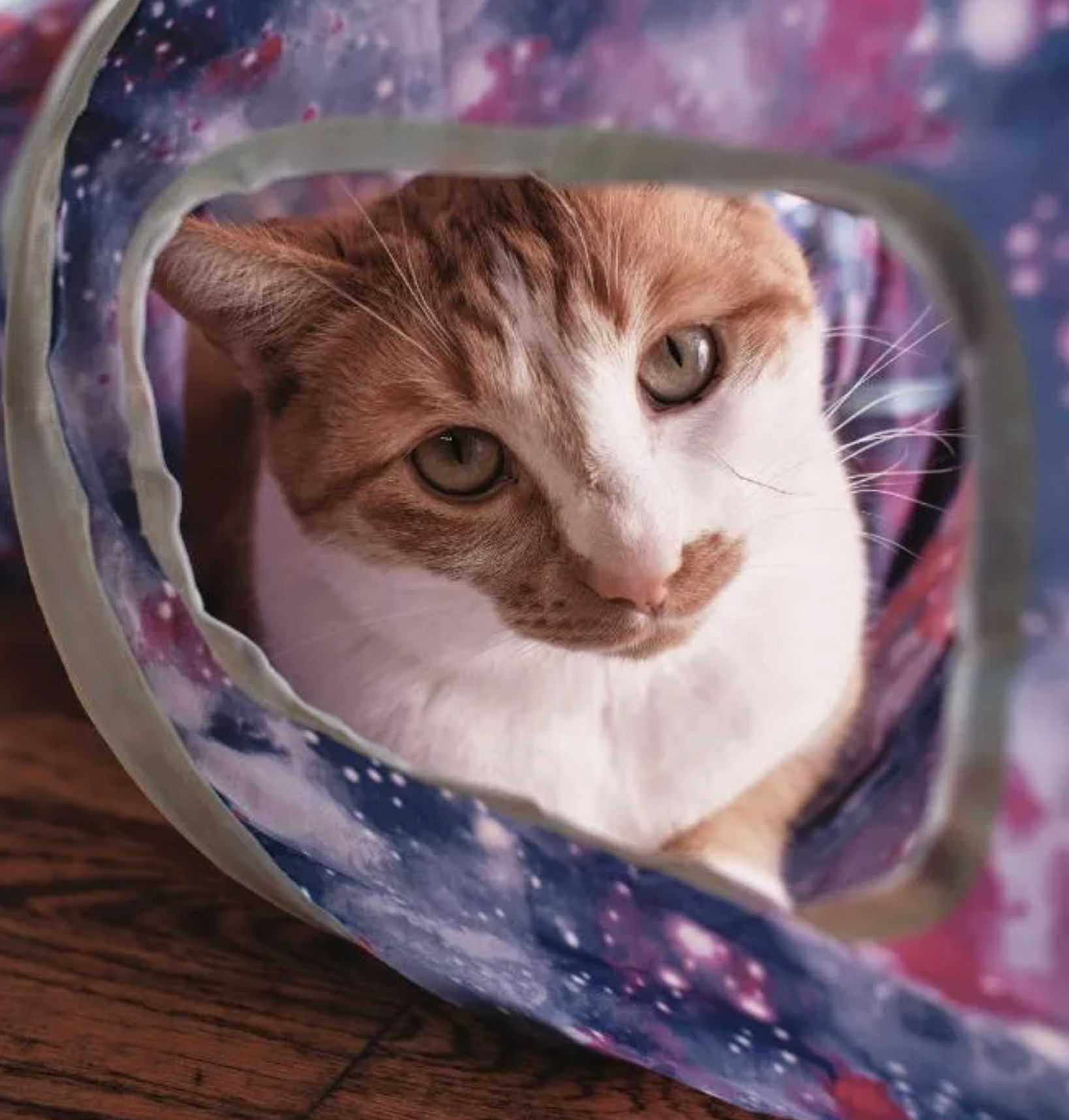 picture of an orange cat