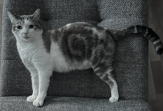 picture of a grey cat standing up