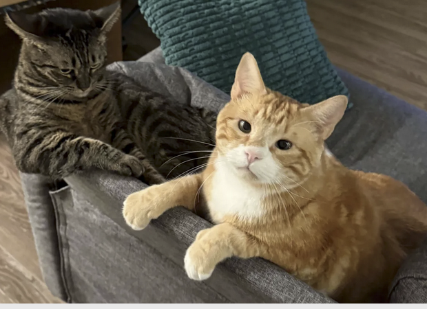 picture of two cats, a grey striped one with ears back and an orange fat one